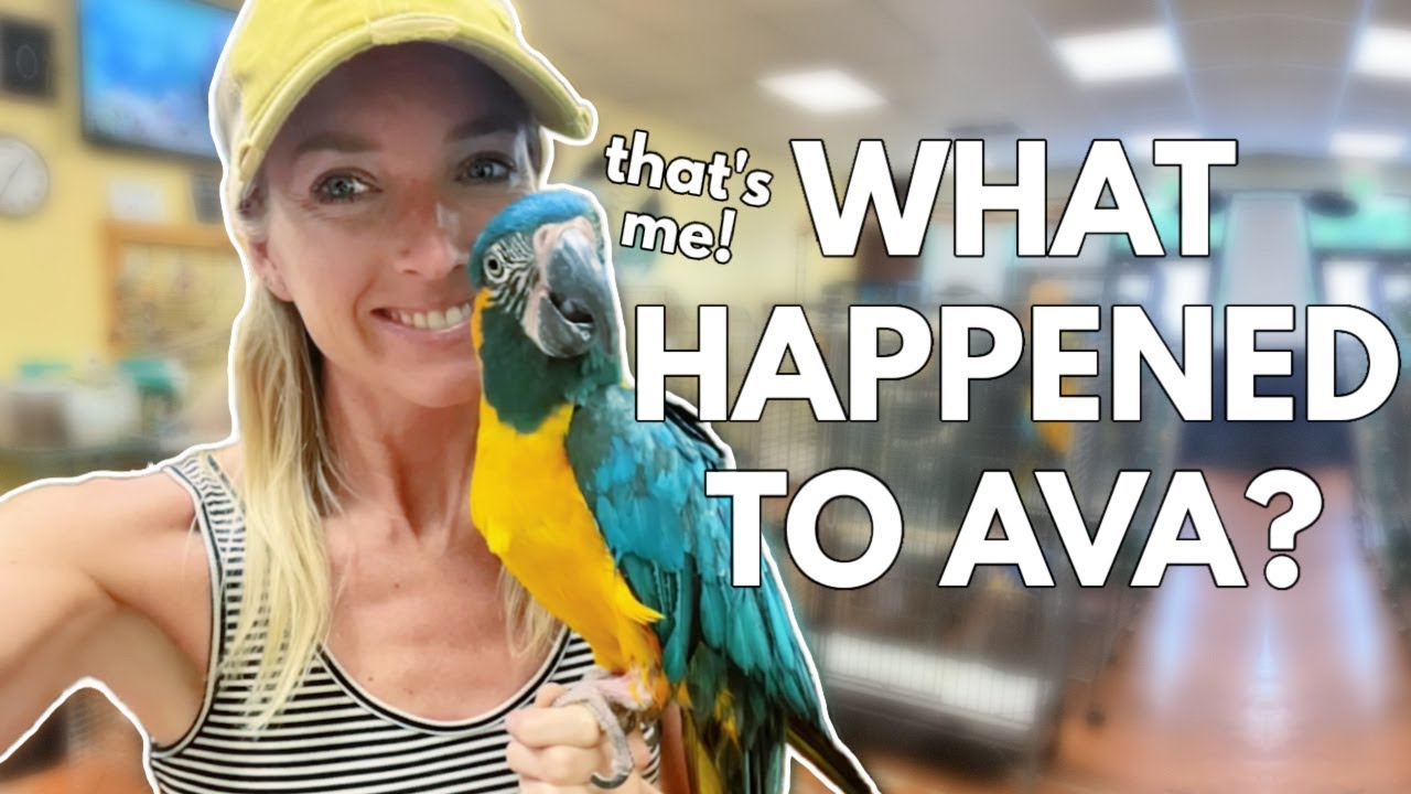 What Happened to Ava the Blue Throated Macaw?!