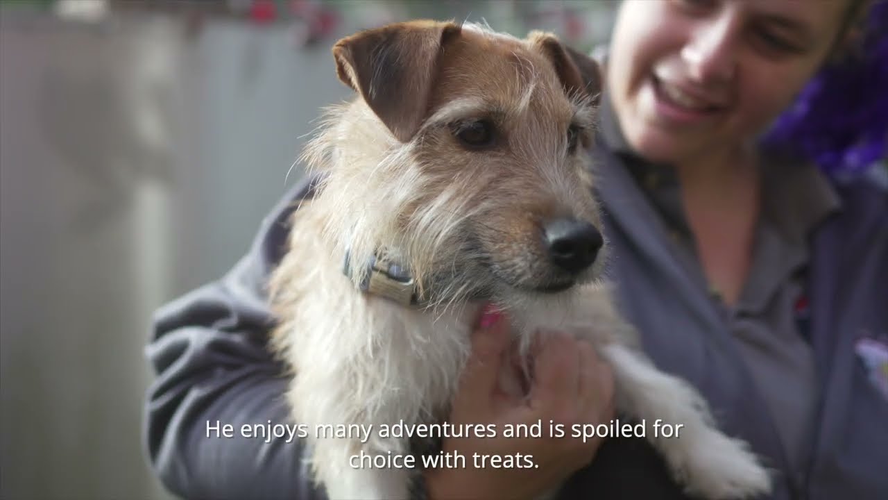 Rescue Joy Christmas Appeal