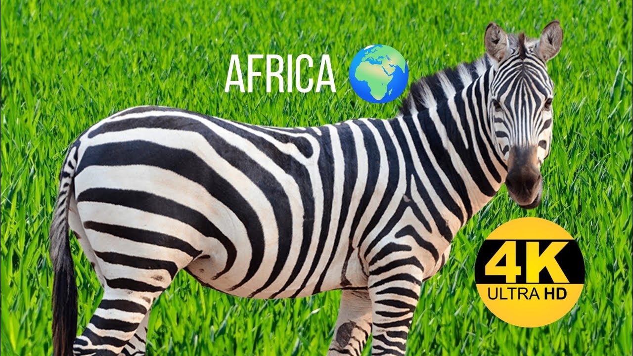 4K VIDEO (UTRAHD) AFRICAN WILDLIFE FASCINATING BEAUTY