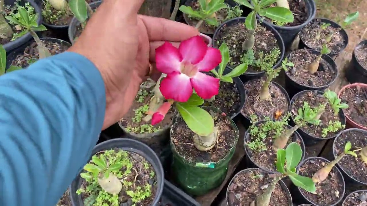 Rosa do Deserto Perdendo Folhas no Verão? Descubra o Motivo REAL!