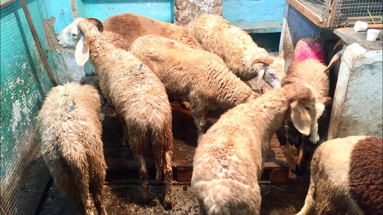 Saste Rampuri Sheep&rsquo;s | Qurbani k bakre at @Al Varsa Sheep 🐑 farm