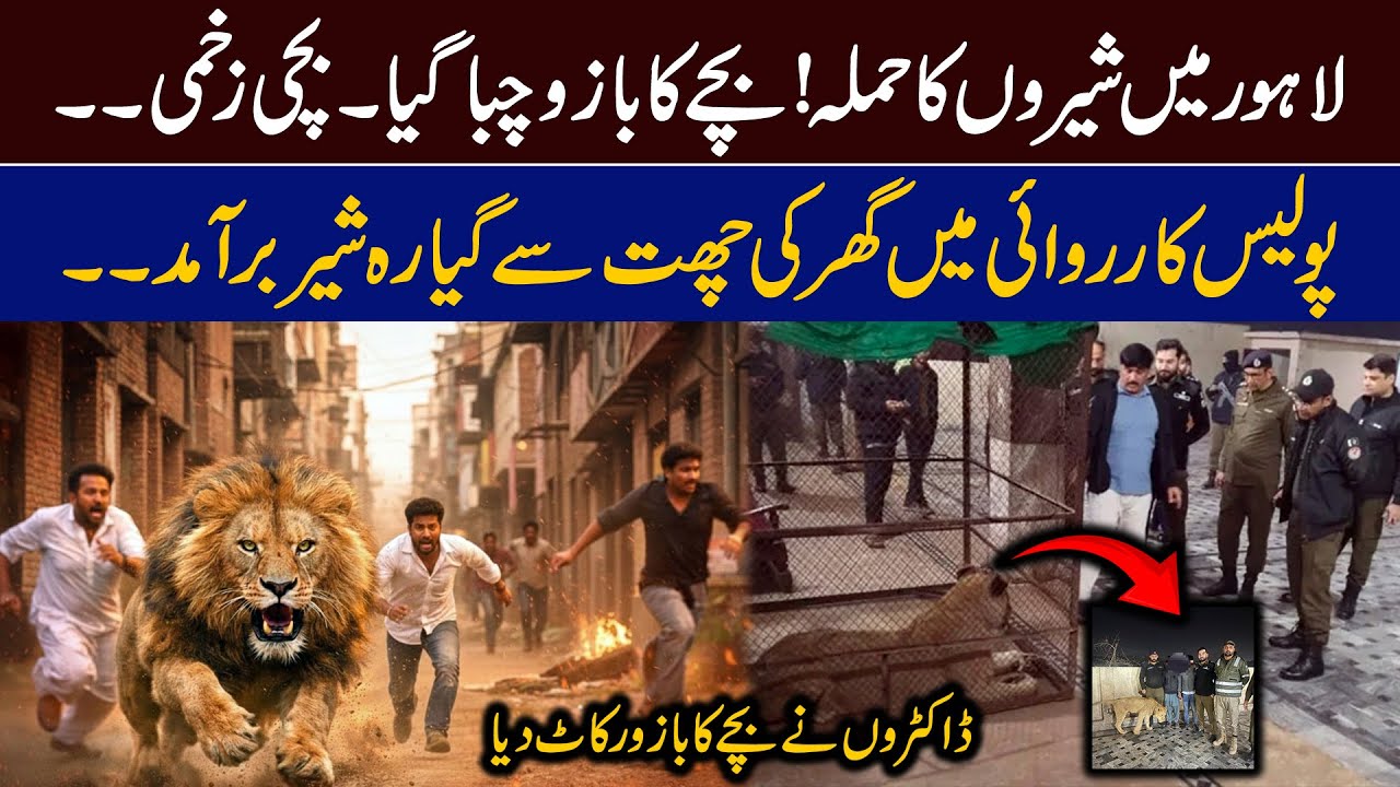 Another incident Pet lion chews off child's arm in Lahore