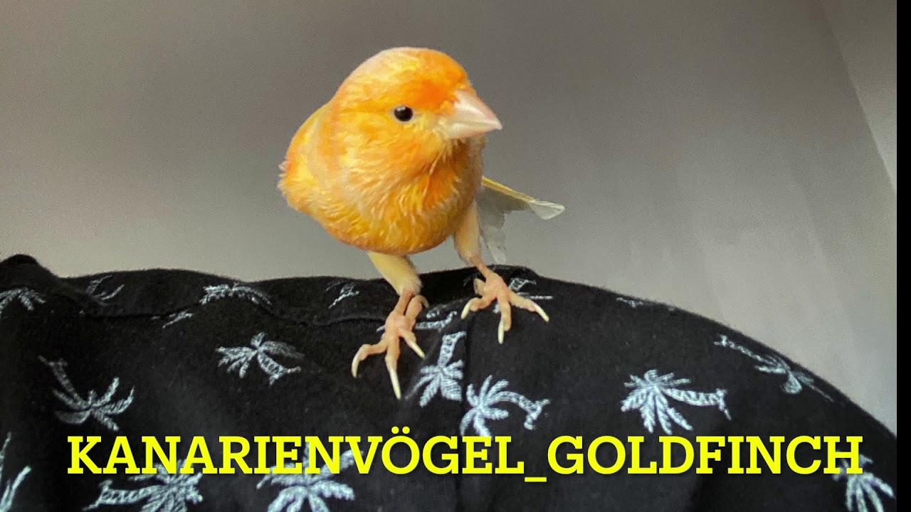Kanarienvögel Gesang 🎤 zum Training der eigenen Vögel 🐣🔥💥