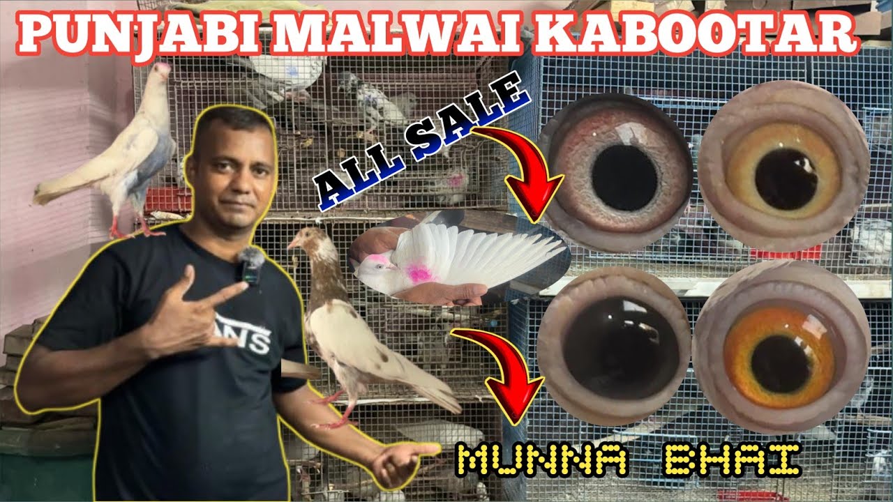 PUNJABI MALWAI KABOOTAR || ORIGINAL MALWAI PIGEON||NO-9875429027 #soumanpigeonlover