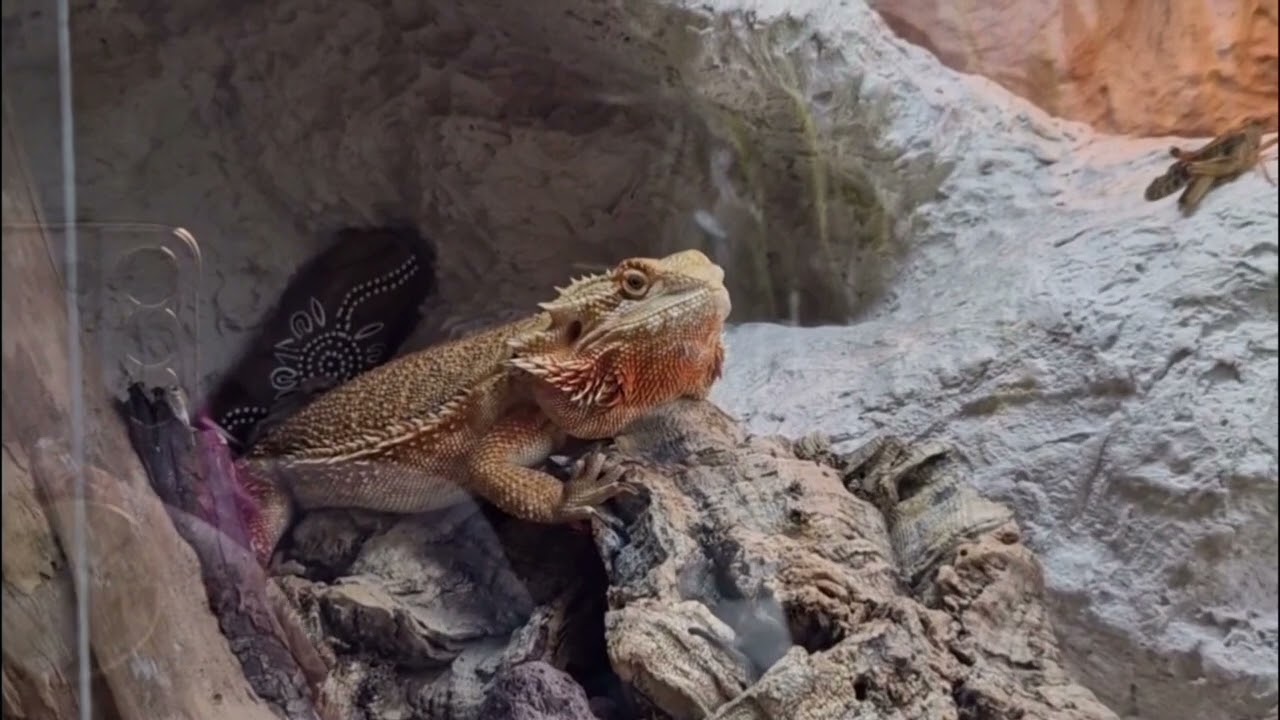 New enclosure for Bearded dragon - zelf een terrarium maken voor Baardagaam