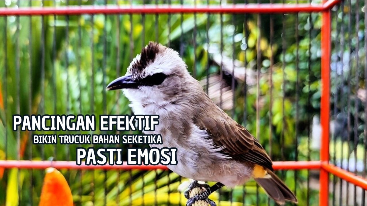 TRUCUKAN GACOR TARUNG ROPEL PANJANG Pancingan trucukan Agar Bunyi Jadikan Burung Trucuk Gacor Nyaut