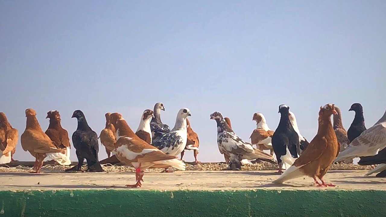 بعد كرش الفراخ وجردها بدأء بدعك فيها
