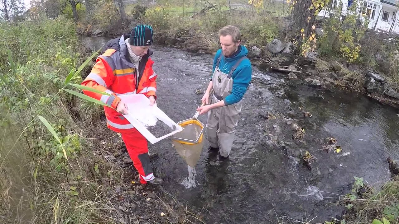 Stream kick-sampling procedures