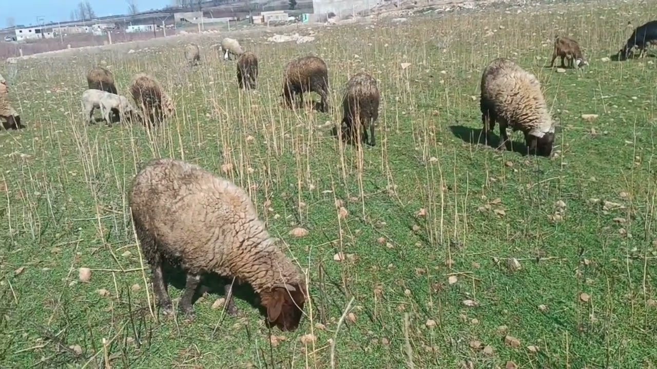 فيرما للبيع للبيع صفرو و طريق إموزار  منطقه المياه جوفية تيتر محافظه طريق ضوء ماء 0679444657  جمال 