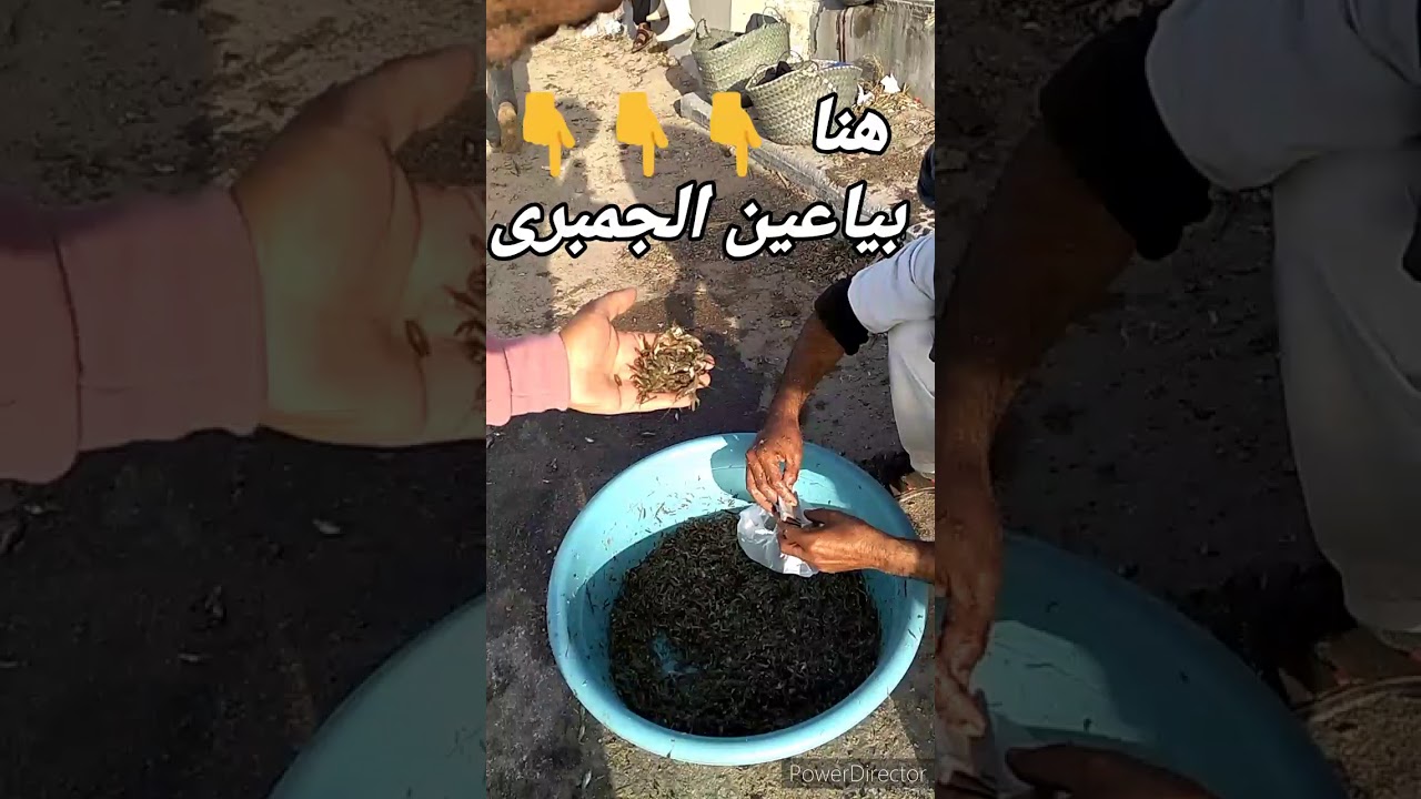 طريقه الوصول لملاحات برج العرب من أمام الاستاد دخله الحداد و اماكن بياعين الجمبرى كوبرى ابوالخير