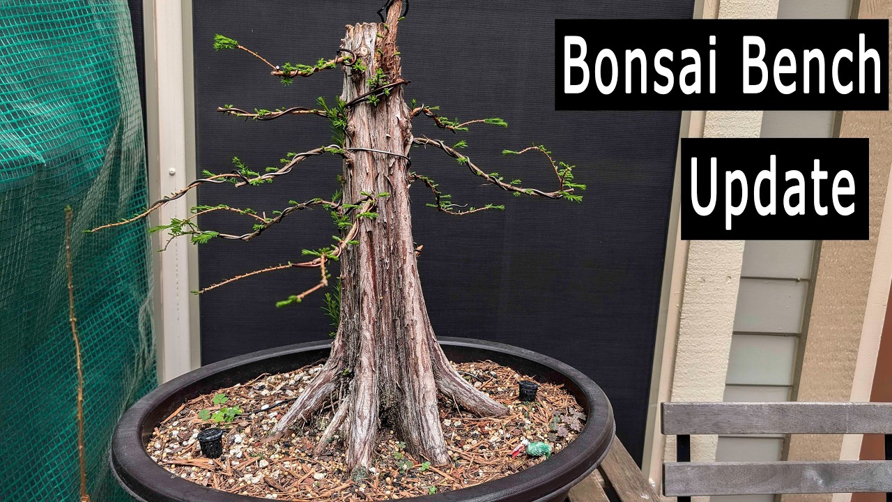 Bonsai Bench tour, Update