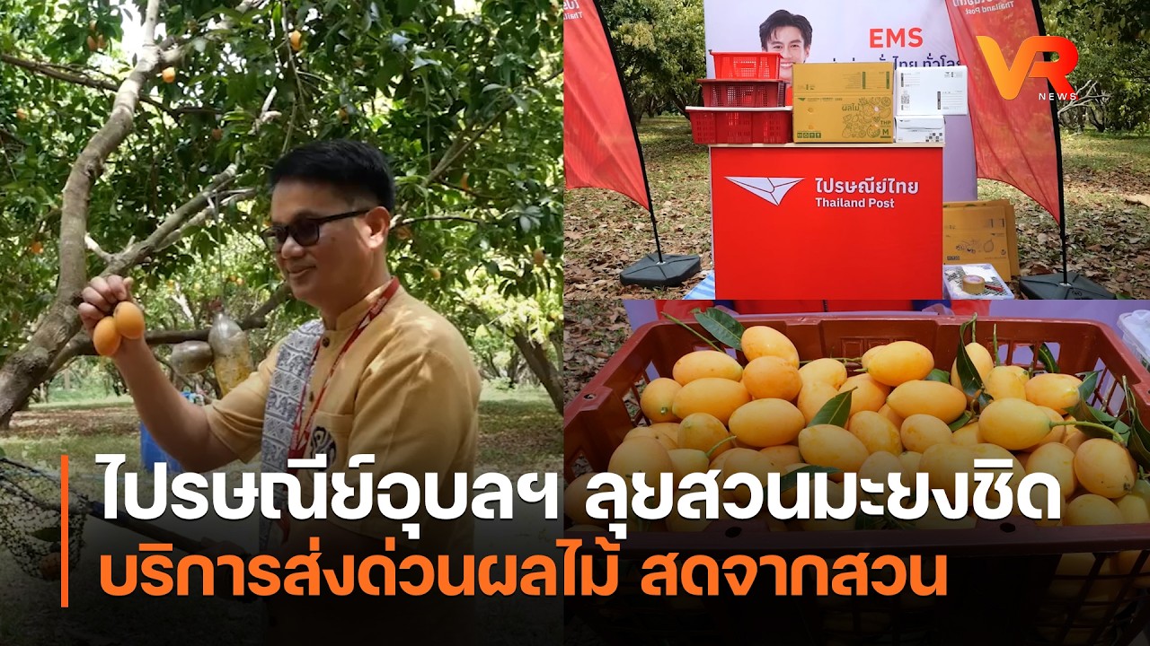 ไปรษณีย์อุบลฯ  ลุยสวนมะยงชิด บริการส่งด่วนผลไม้ สดจากสวน