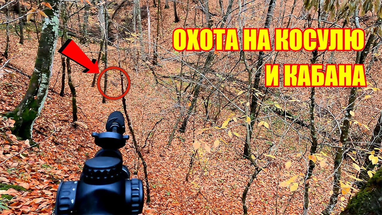 Охота на косулю и кабана