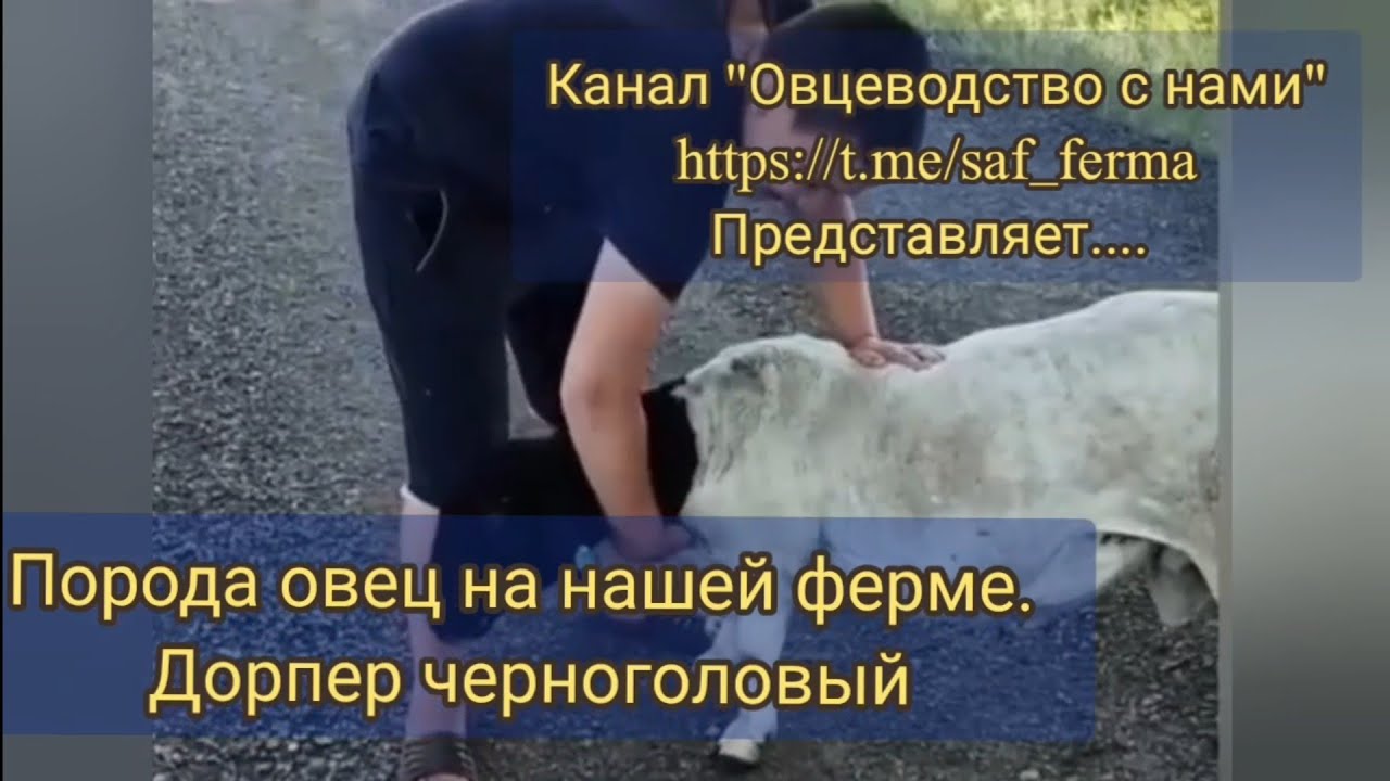 Породы овец на нашей ферме.. Черноголовый дорпер... 