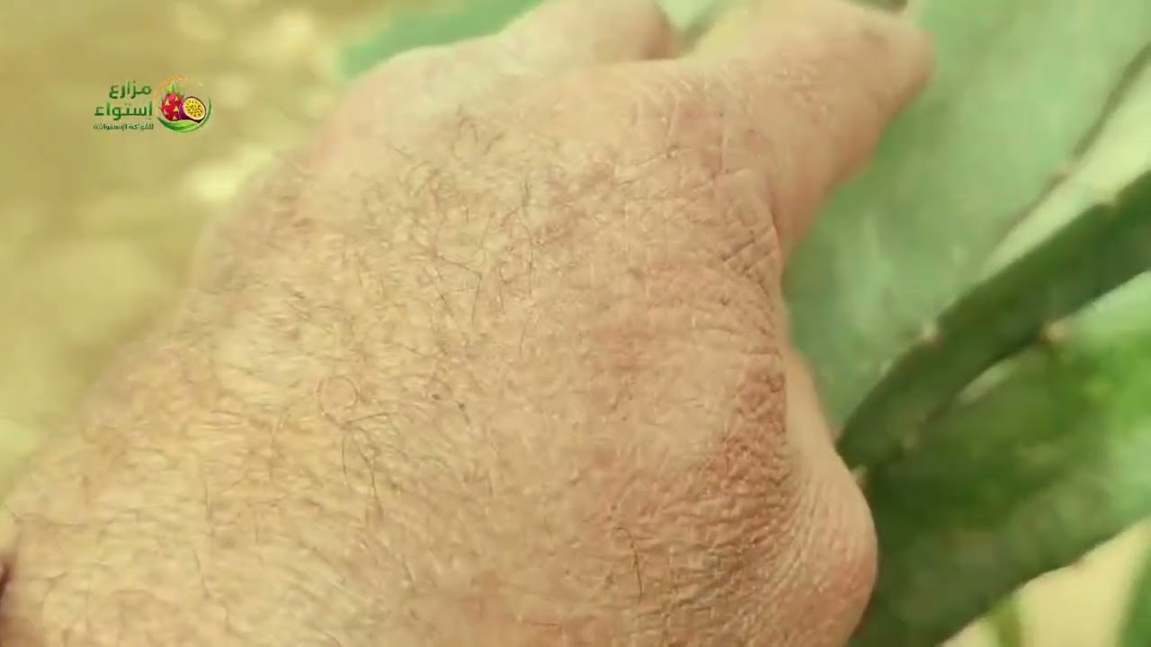 أم الفواكه مع الدراجون تجهيزات ٢٠٢٦م