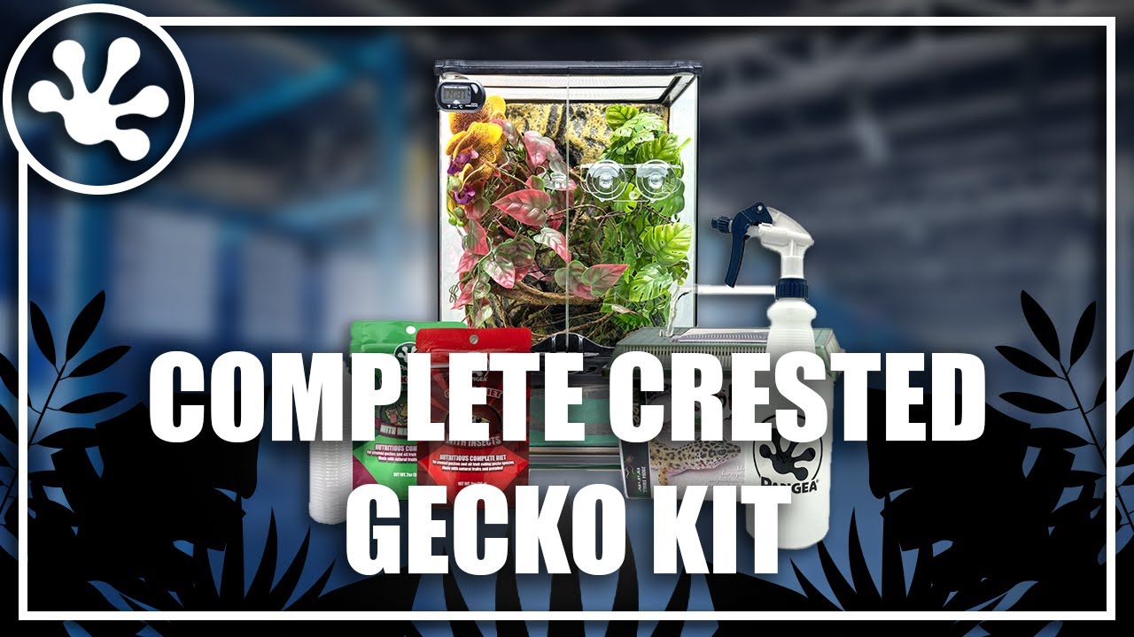 Pangea Complete Crested Gecko Kit