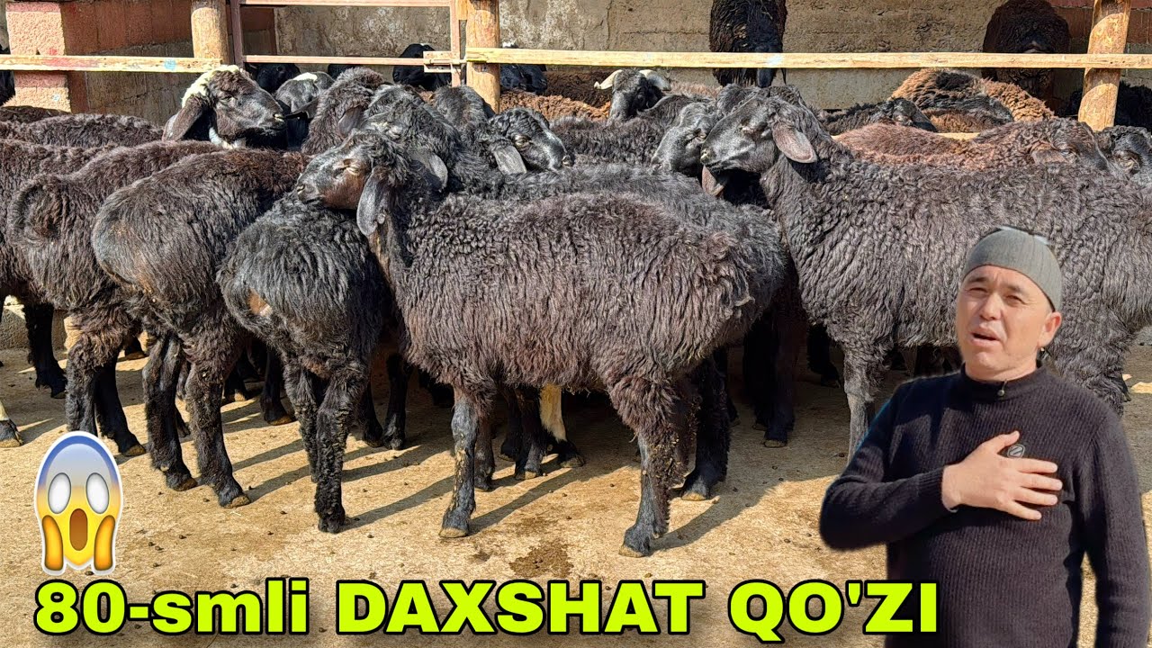 🔥 4-OYLIK 80-SMLI GIGANT QO’ZILAR 🐑 MARUFJON ARZONCHIDAN 💥 SHOK NARX‼️