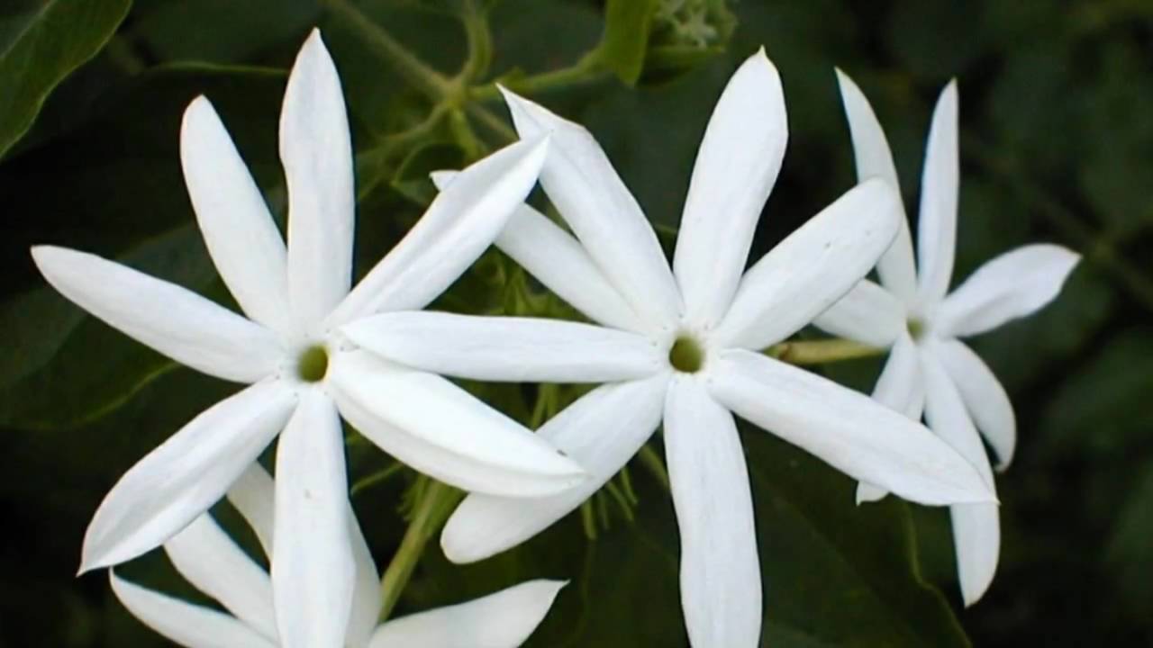 Τα γιασεμάκια σου - Γιάννης Κατέβας