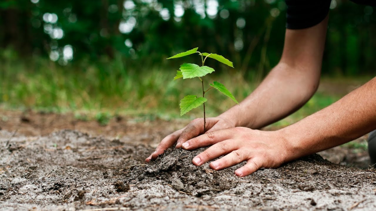 Tu Bishvat: The Jewish Holiday & 