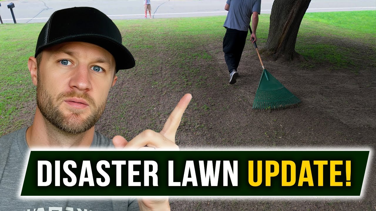 Friend's DISASTER of a Lawn UPDATE! (12 days + 1 Month)