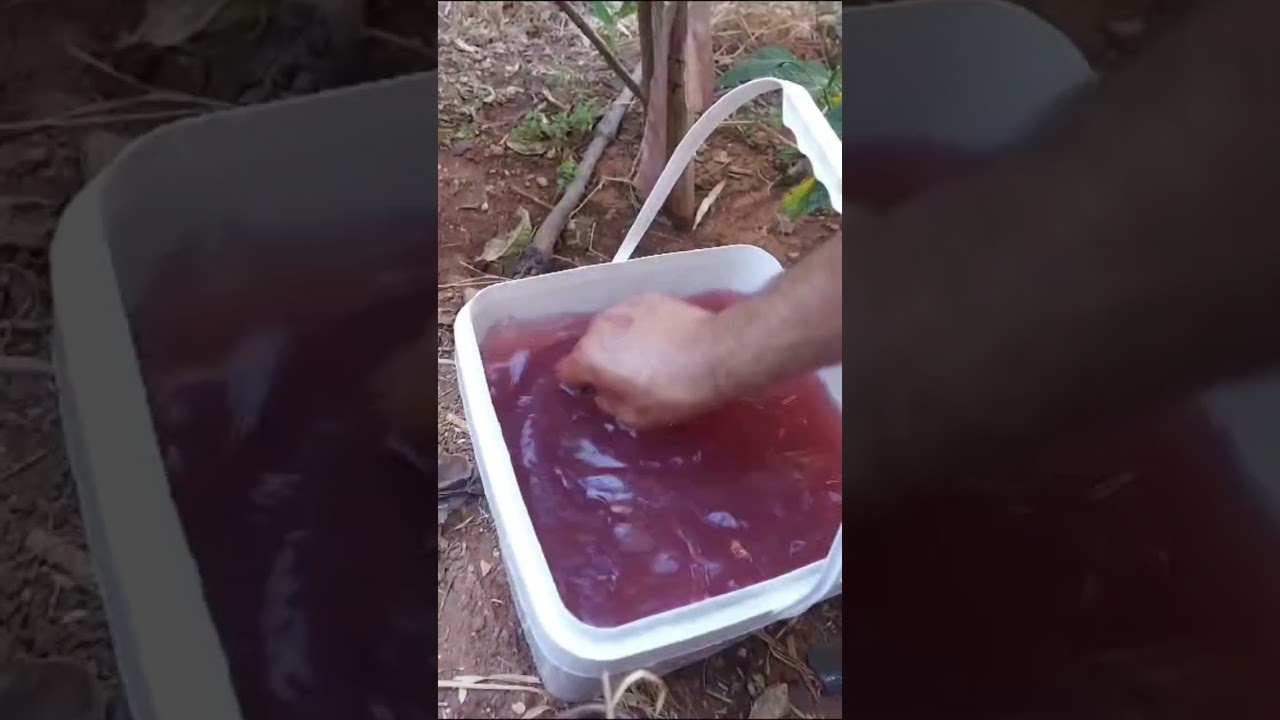 نقص عنصر الحديد  بالنباتات والأشجار وكفية تعويضها بالحديد المخلب بأبسط الطرق