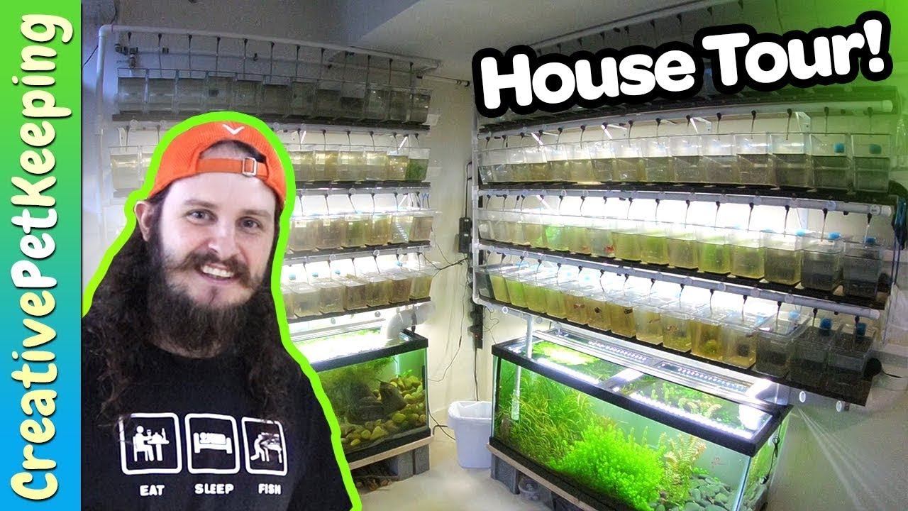 HUGE BETTA DRIP SYSTEM 🐟 Over 400 NO FILTER Tanks