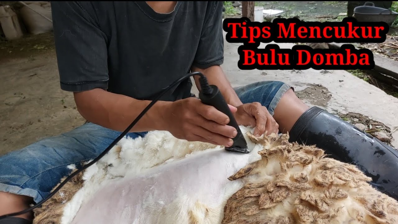 MENCUKUR BULU DOMBA AGAR MESIN TIDAK SERET