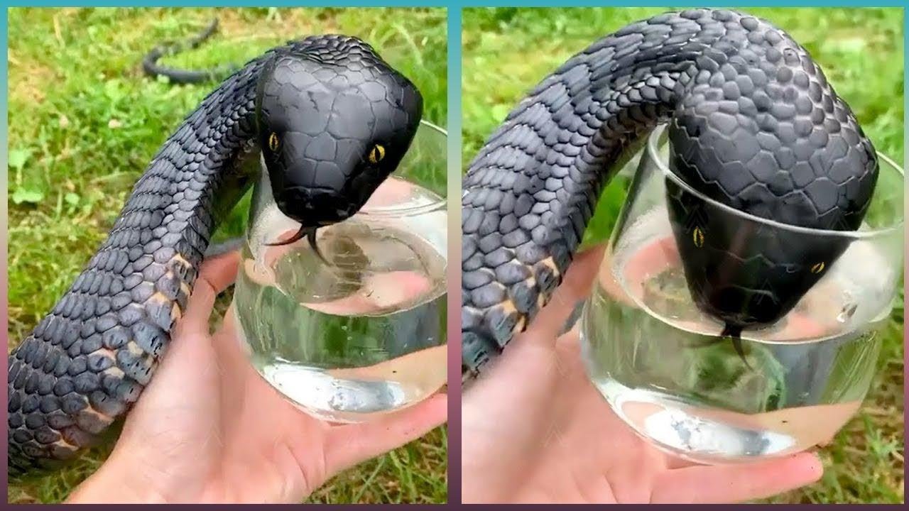 This is What Happens When Animals Trust Humans