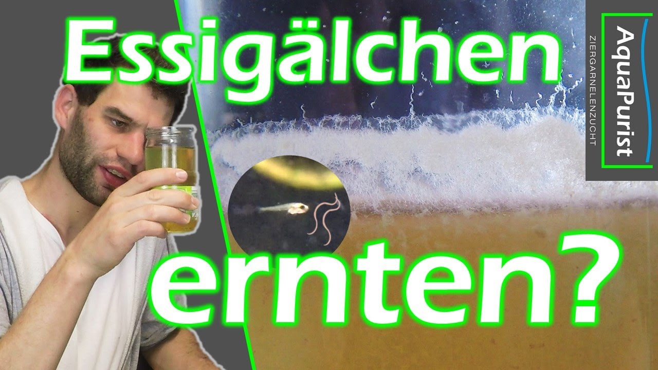 Essigälchen ernten und verfüttern: So einfach geht es!