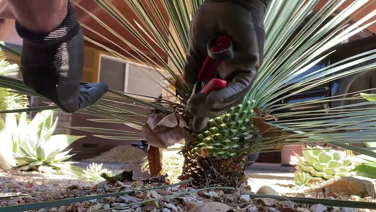 Yucca rostrata trimming