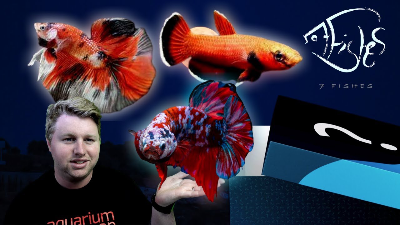 7 Fishes Betta Unboxing - 6 New Pairs of Bettas!