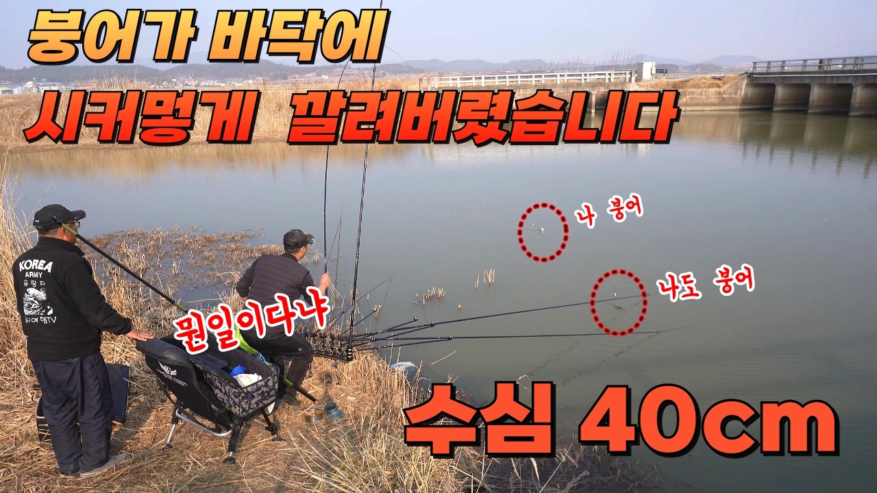 붕어가 바닥에 시커멓게 깔렸습니다// 차대고 5보-수심 40센티 넣자마자 미친듯이 뜯어먹는// 이게 진정한 물반 고기반 #붕어낚시 #fishing