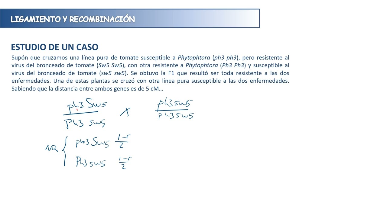 Problemas de genética: ligamiento y recombinación | 17/17 | UPV