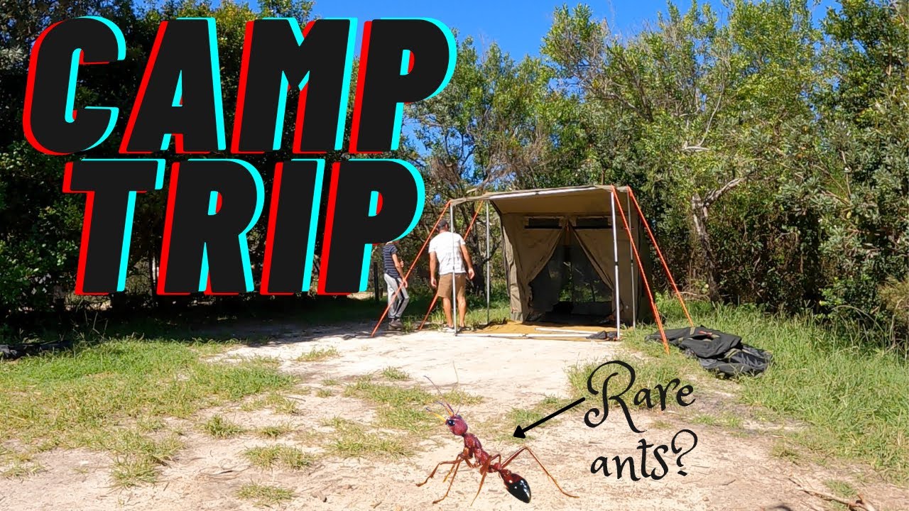ANT CAMPING TRIP!! CAUGHT RARE BULL ANT??