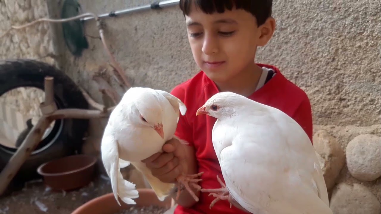 ما هي أنواع الحجل 