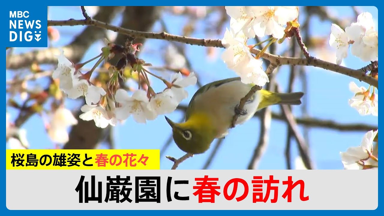 仙巌園に春の訪れ　駅開業初　祝日のにぎわいは（MBCニューズナウ 2025年3月20日放送）