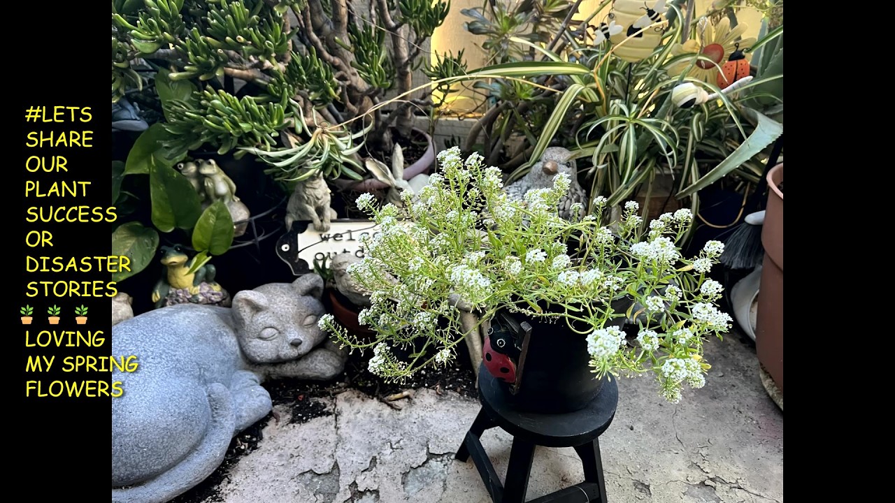 #LETSSHAREOURPLANTSUCCESSORDISASTERSTORIES 😯 REFRESHING THE SOIL🪴  GARDEN SPA DAYS