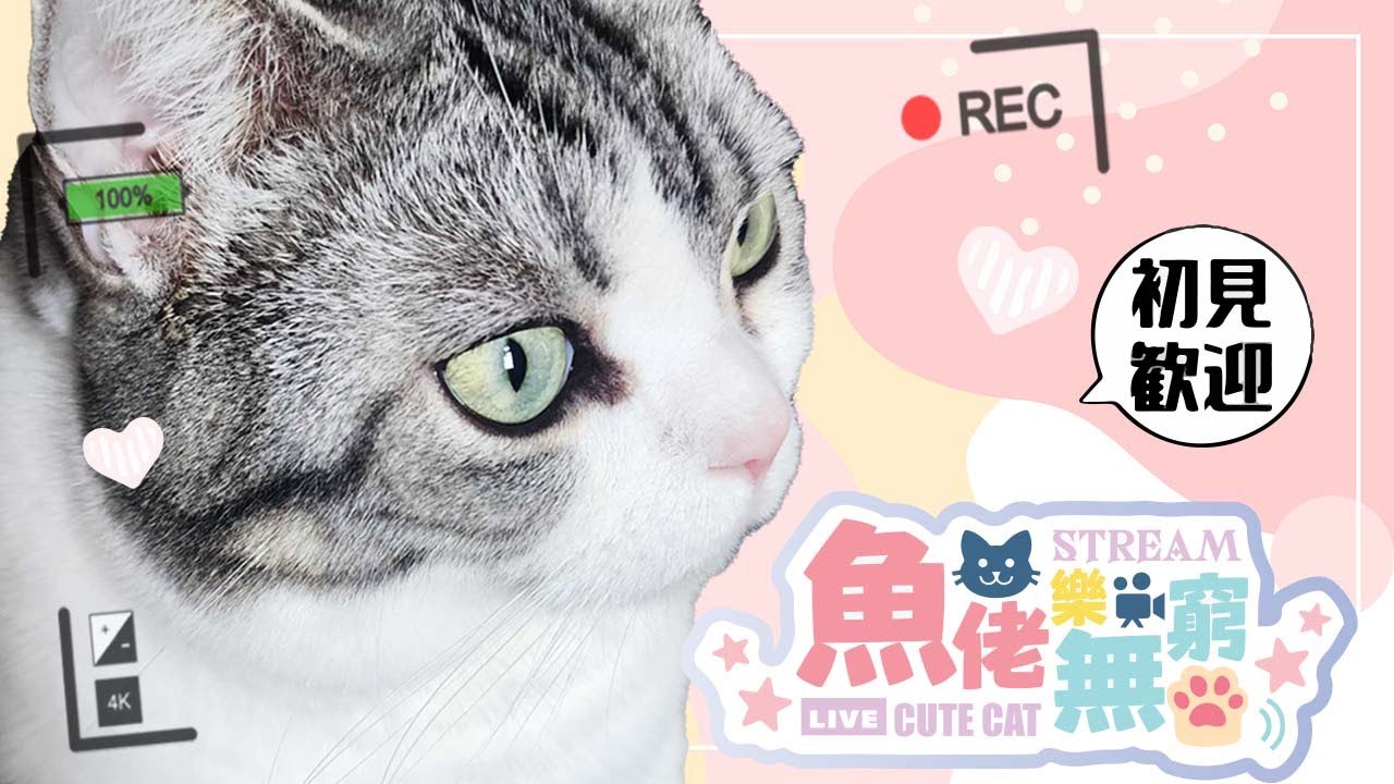 [魚佬樂無窮] 11 Hours療癒貓咪陪伴工作&讀書🐱～放鬆、深度睡眠、緩解壓力、放鬆、學習🐱 作業用BGM 🐱