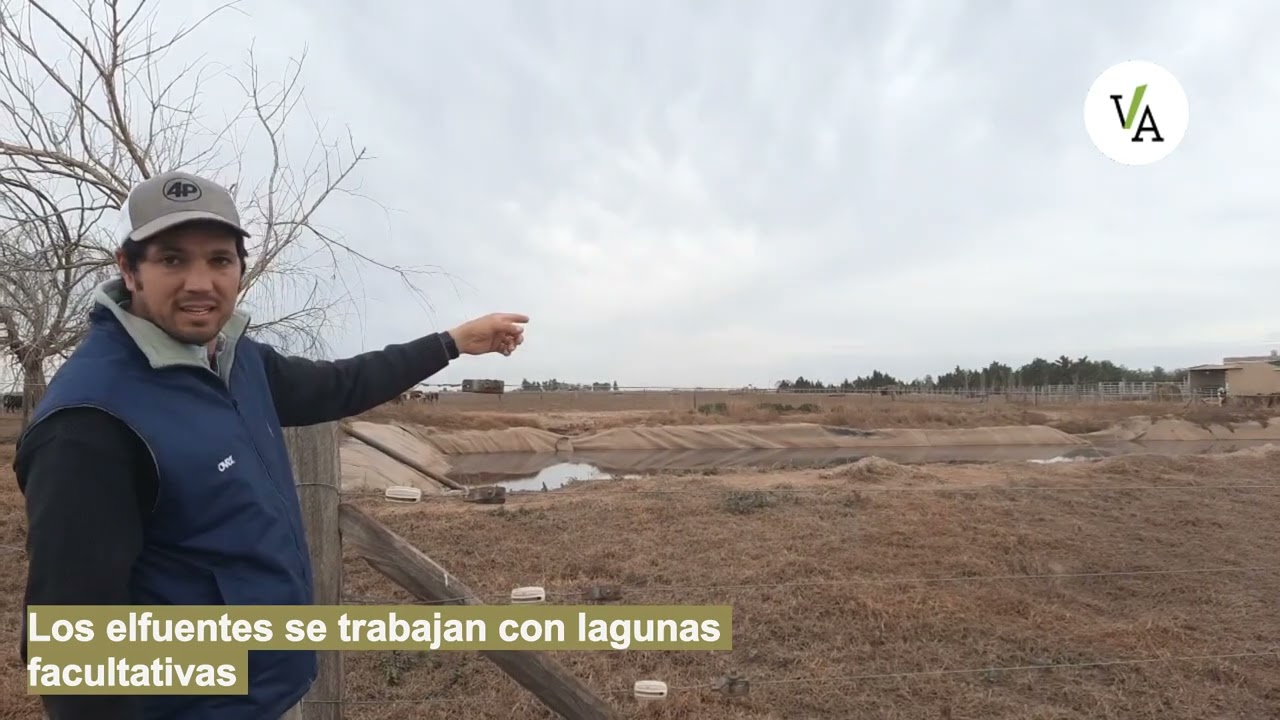 El feedlot que convierte estiércol en dólares