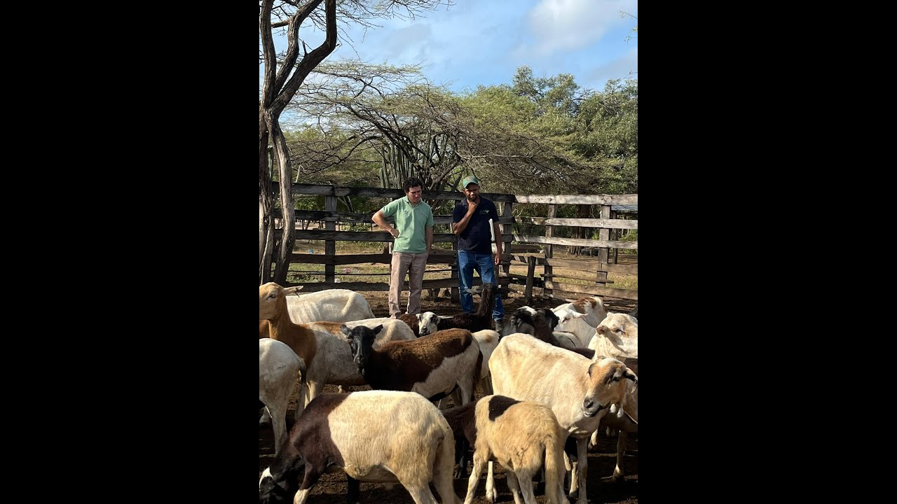 SITUACION OVINA EN URUGUAY