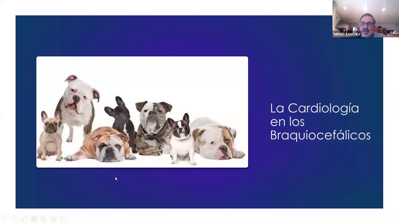 Cardiologia en braquiocefálicos