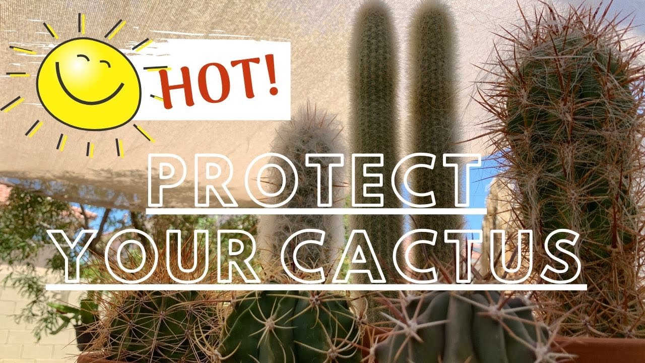 How I Provide Sun Protection for my Cactus | Protect your Cactus from Sun Damage