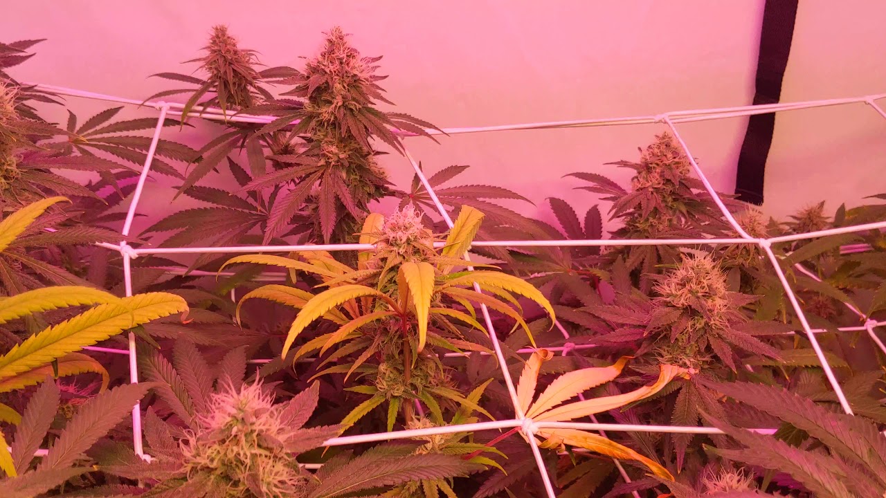 Week 7 flower tent. Grow room video with scrog nets