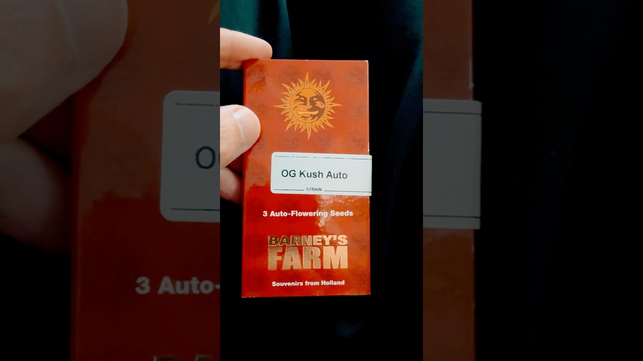 Og kush auto любимый сорт Snoop dog #oldgangster #caliweed #seeds #autoflower #гровер #автоцвет #тгк