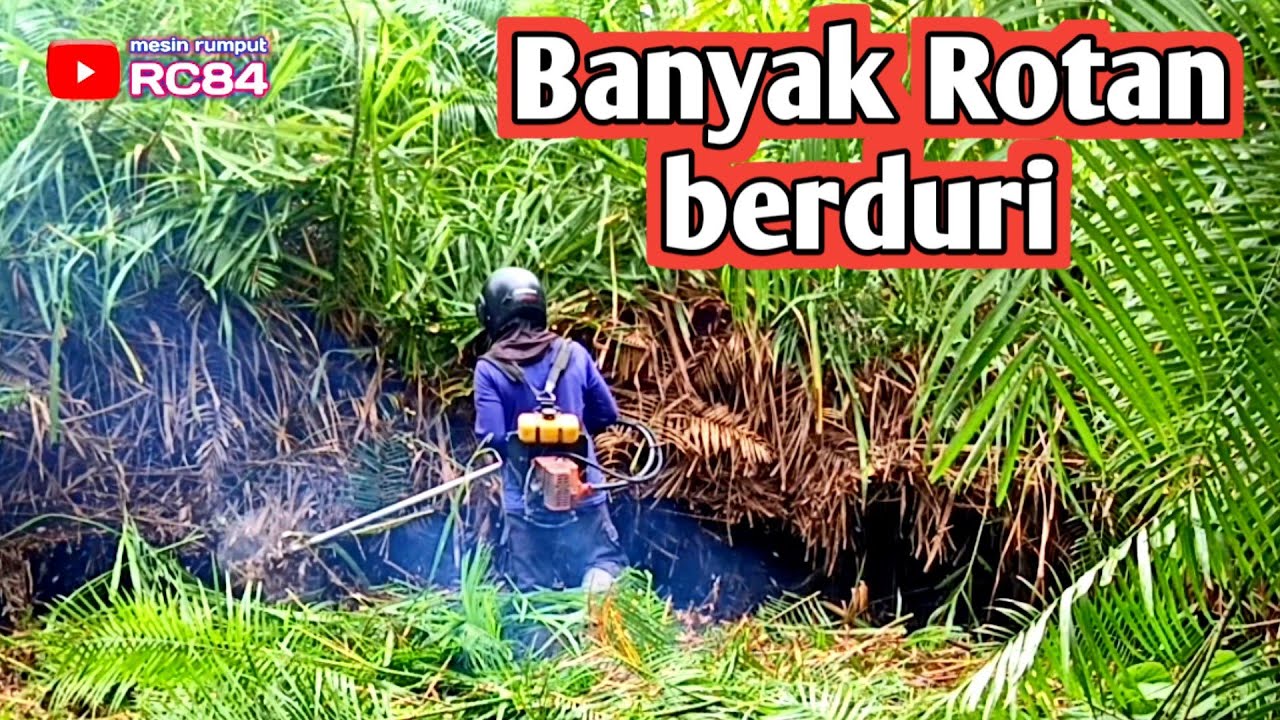 Baru inilah Potong Rumput Terparah ku selama ini. Rotan Berduri tinggi 3 meter #rc84