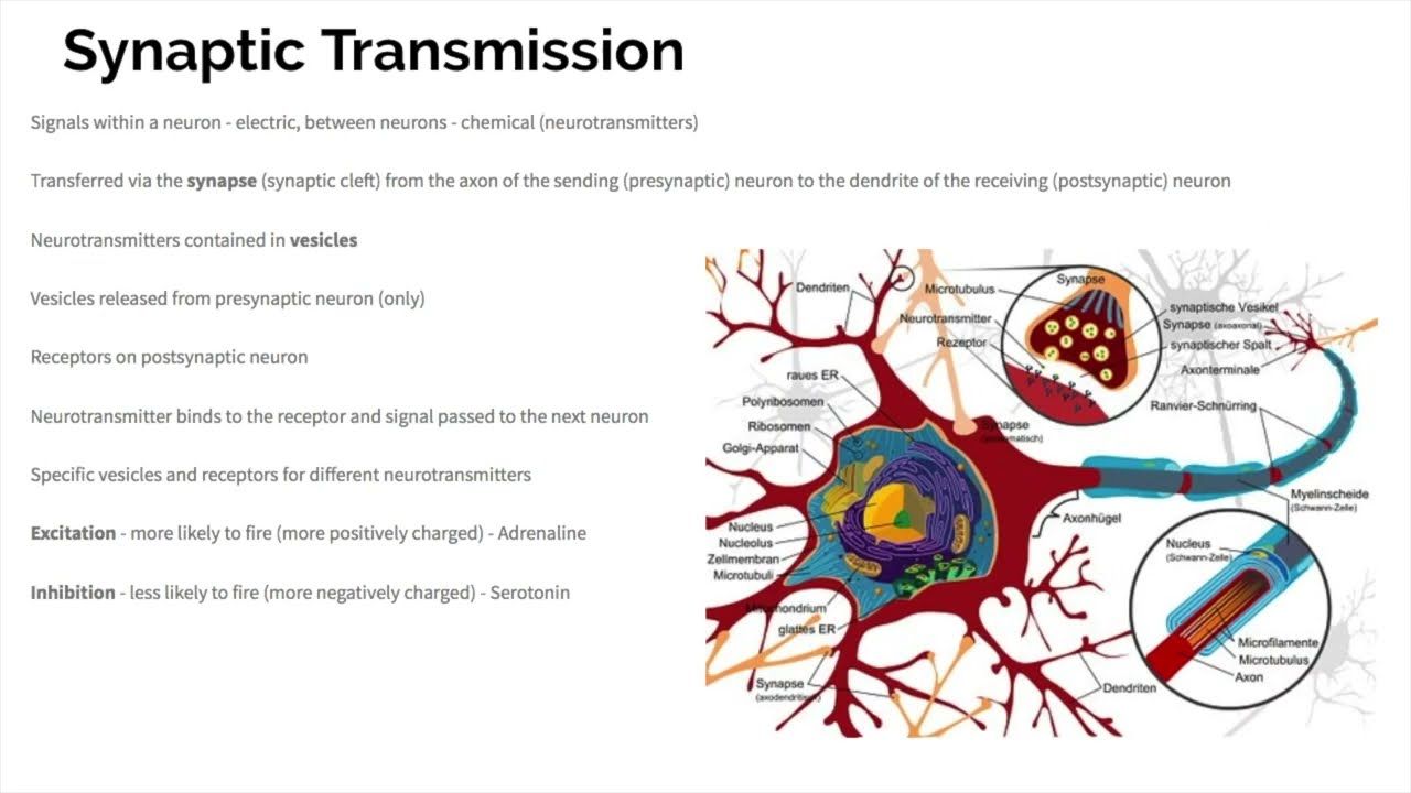 Биопсихология - Пересмотр