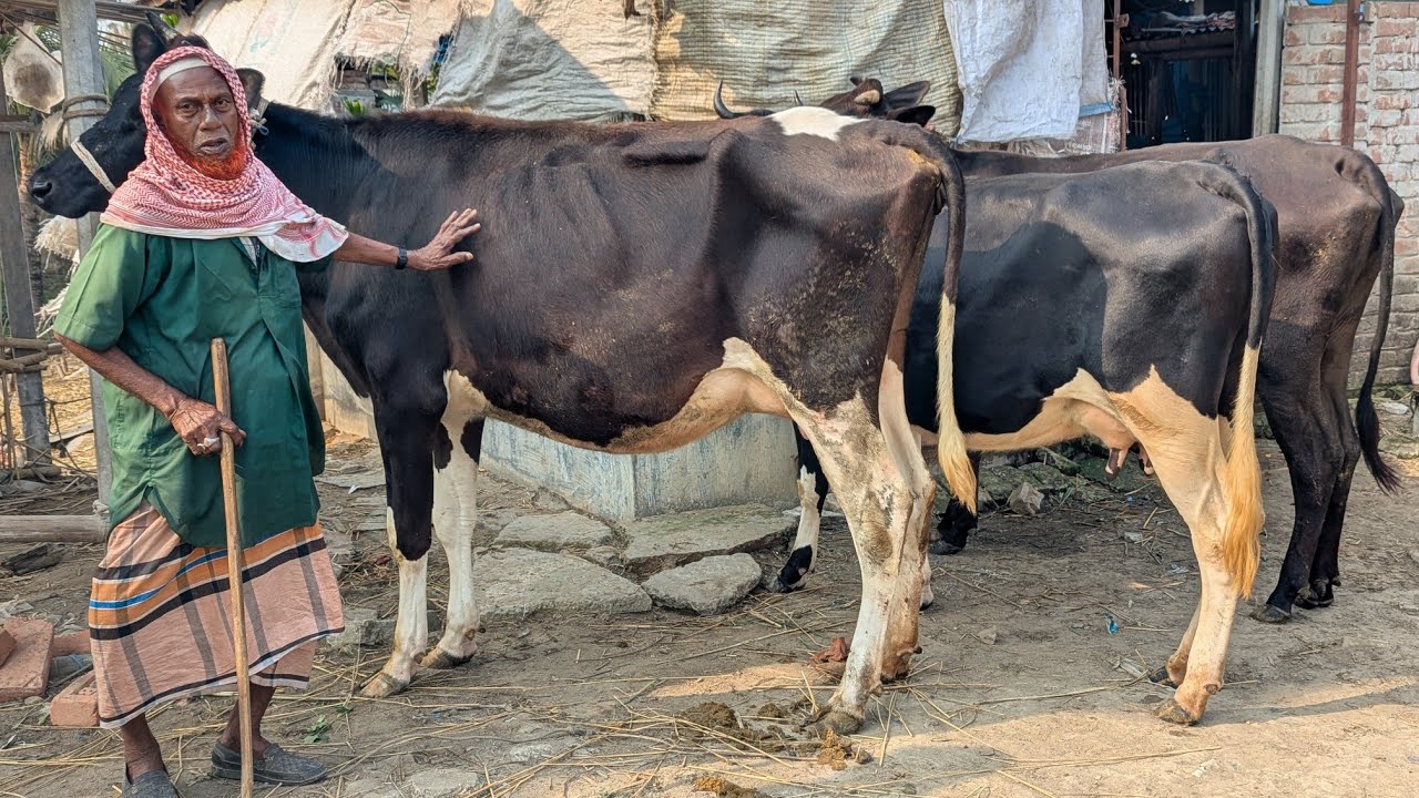 হাজী সাহেবের কাছে বাচ্চা ছাড়া রানিং ৮ থেকে ১০ লিটার দুধের গাভী কিনুন একদম সীমিত পানির দামে।। 