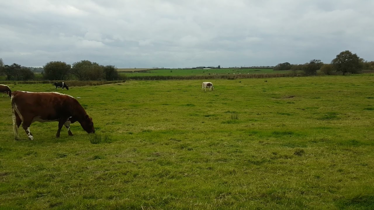 IRISH MOTTLED COWS 🦬 RURAL COUNTY ARMAGH IRELAND 🇮🇪