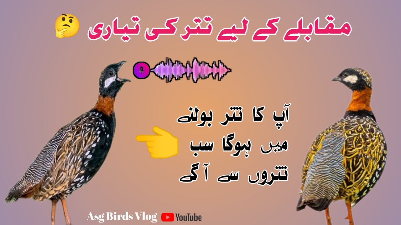 Black teetar video|teetar hoga bolny main sub sy agy|black teetar info|in urdu hindi|