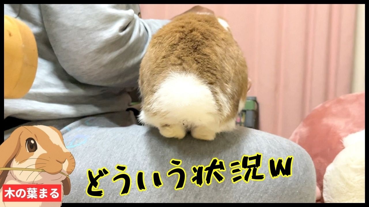 【衝撃の可愛さ】後ろ姿だけで人を癒やす天才うさぎ